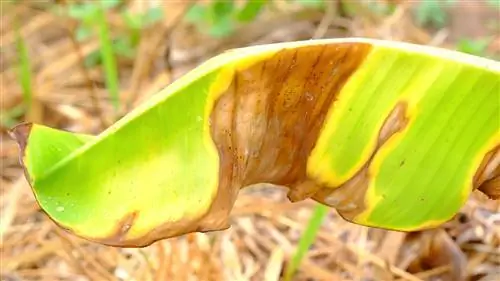 Bananet dhe djegiet nga dielli: Njihni, trajtoni dhe parandaloni