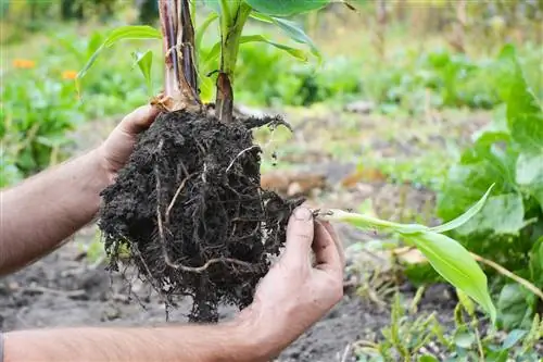 Myku në trungun e bananes: Si ta ruani bimën tuaj