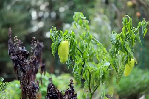 albahaca congelada