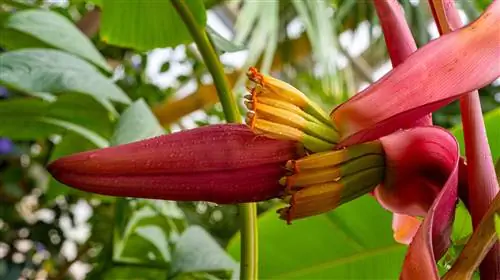 bananengerelateerde planten