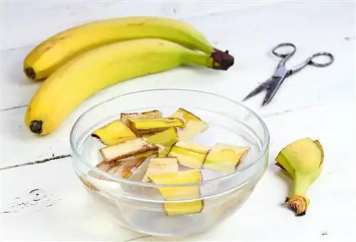 Bananer som gödningsmedel: Hur du stärker dina växter naturligt