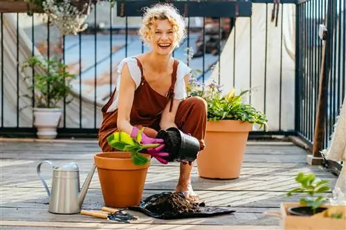 Bananenplant op het balkon: hoe werkt het?