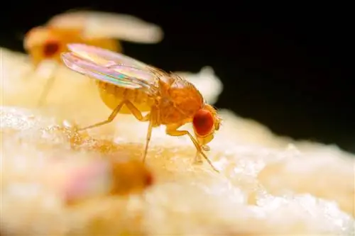 Skydda bananer från fruktflugor: De bästa tipsen