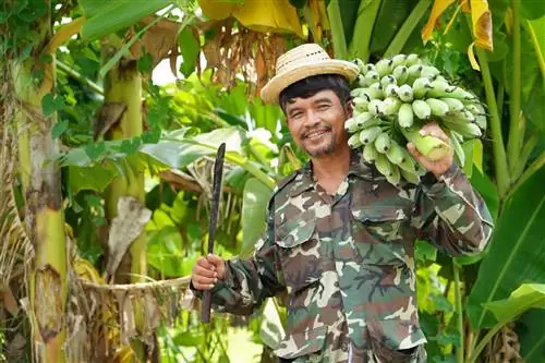 Tuai pisang: Semua yang anda perlu tahu tentang latar belakang dan proses