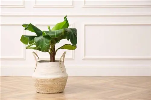 Banana rotten after winter? How to save your plant