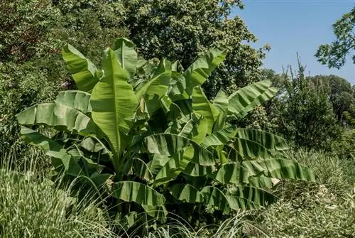 cây chuối bên ngoài