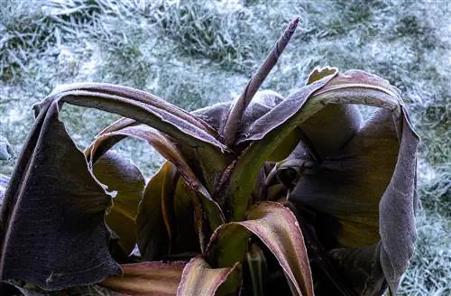 Pohon pisang kuat: Apakah itu mungkin?