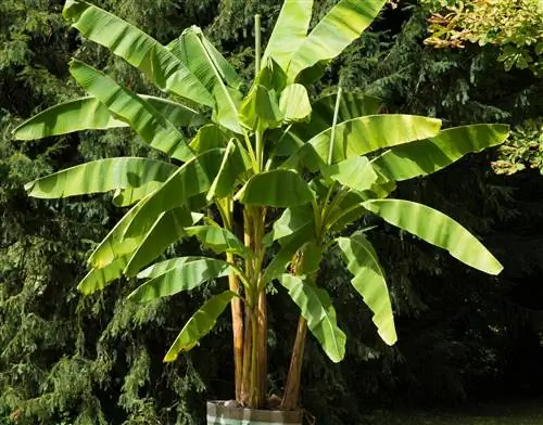 Bananen kweken: hoeveel zon en water hebben ze nodig?