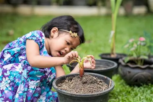 kesalahan batang pokok pisang