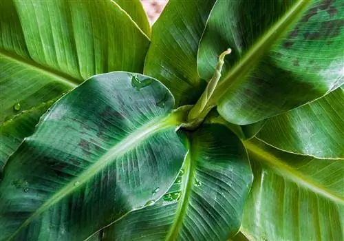 Banana tree size: Which species fit in the living room?