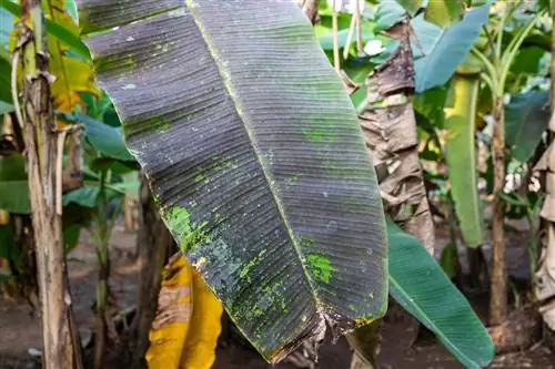 Bananplante med sorte blade: årsager og løsninger