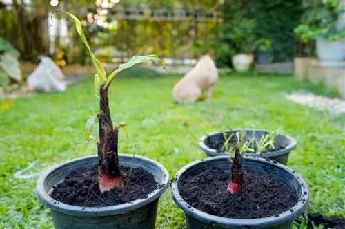 planta de plátano-blanda-después-del-invierno