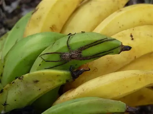 Jaja pająków bananowych w bananie