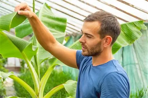 aphid banana plant