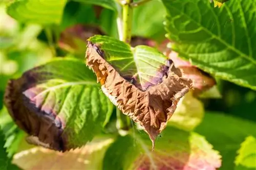 Hortènsies de fulles fosques: causes i mesures