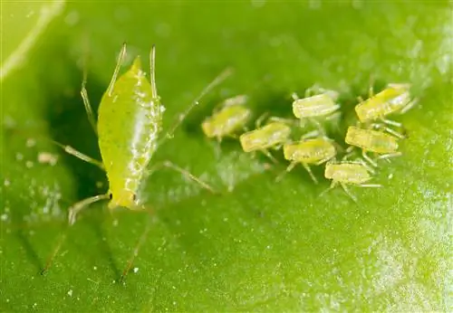 Hortenzia: Ragadós levelek figyelmeztető jelzés a kártevők számára