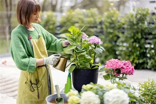 Bemest hortensia's met urine