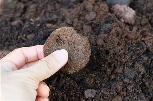 Fertilizar hortensias con posos de café.