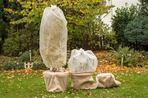 cover hydrangeas with fleece