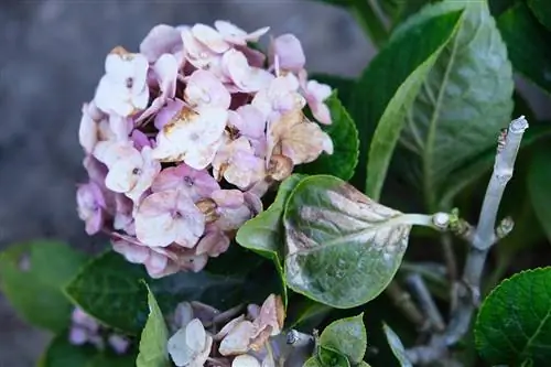 Lotim i hydrangeas me qumësht: Ndihmë efektive kundër mykut