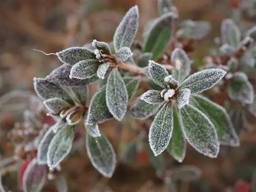 les hortensias ont gelé après la germination