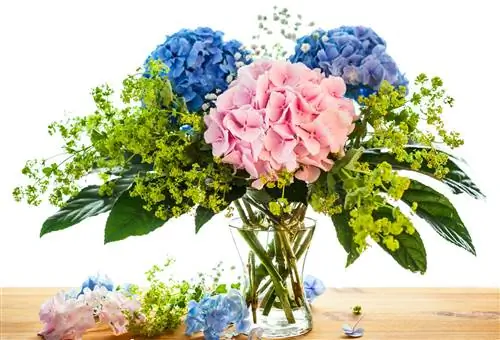 Hydrangea dalam vas: Beginilah cara mereka tetap segar untuk waktu yang lama