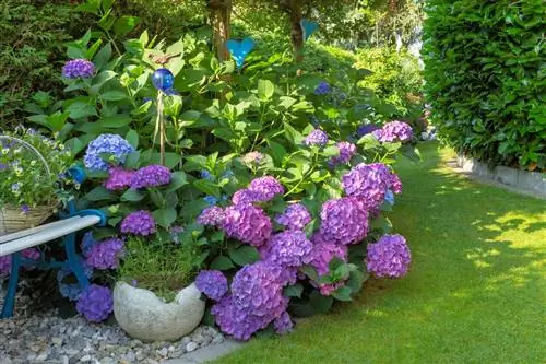 letto di ortensie nella ghiaia