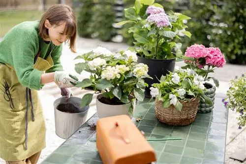 Rivendosja e hydrangeas në tenxhere