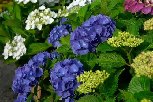 fleurs d'hortensia