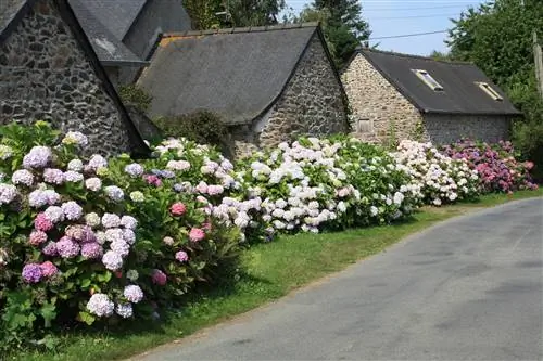 Hydrangeas: lifespan and tips for a long flowering period