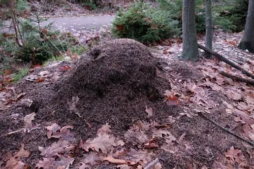 Miere in die tuin: Wanneer sal hulle uiteindelik weg wees?