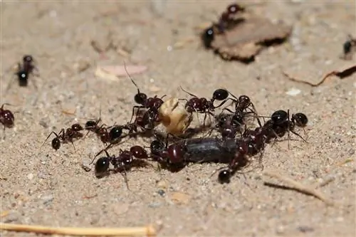 Ants: Useful helpers for the garden and nature