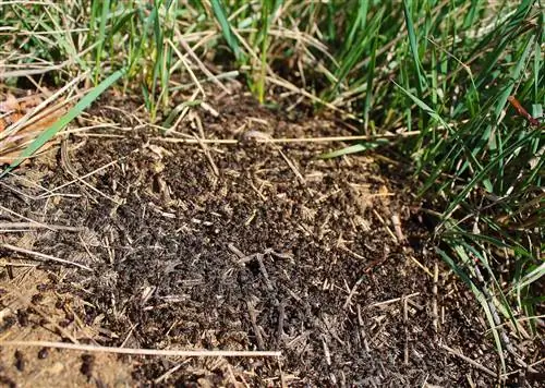 Ants in the lawn: causes, problems and solutions