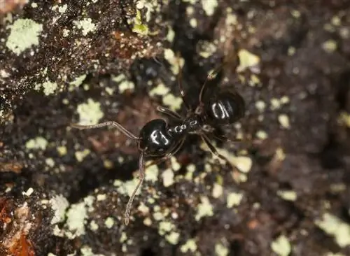 Reconociendo hormigas: Cómo identificar las especies más comunes