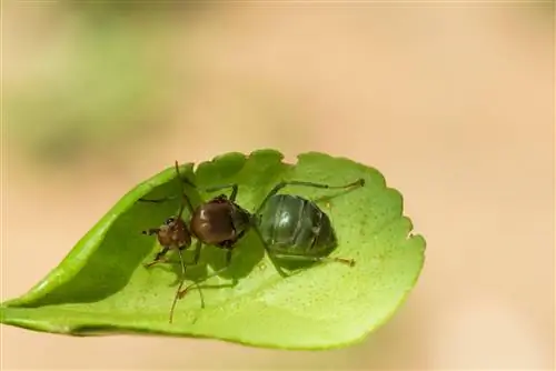 Green ants: where are they found and are they dangerous?