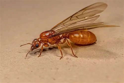 Les fourmis jaunes sont-elles dangereuses ? Tout sur leur toxicité