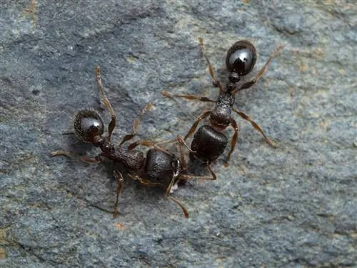 Heu descobert formigues marrons? Com identificar l'espècie