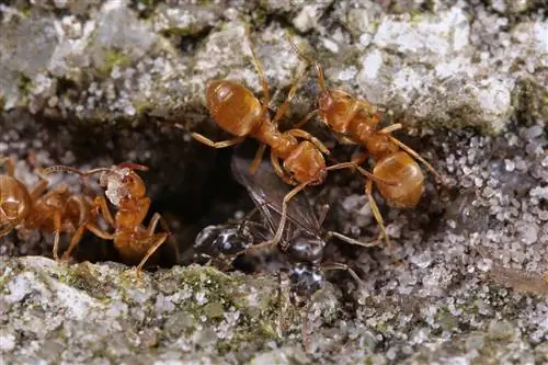 Lawn problems with light brown ants? Causes & Solutions