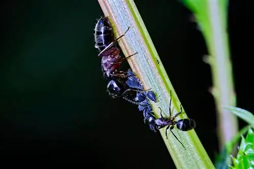 Vous avez découvert des fourmis noires ? C'est ainsi qu'on reconnaît l'espèce