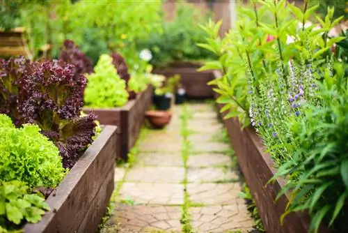 Optimale buurplanten voor Physalis: onze aanbevelingen