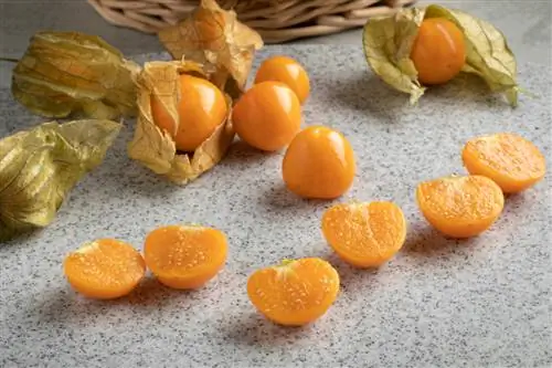 trempage des graines de physalis