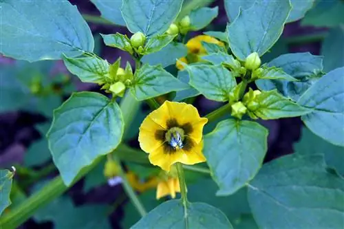 Physalis ผสมเกสรด้วยตนเอง