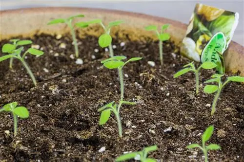 Pricking Physalis: When and how to do it correctly