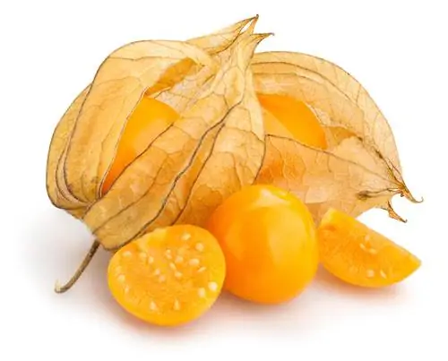 Physalis-เมล็ดที่ได้รับ