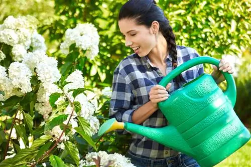 bakpoeier vir hortensia's