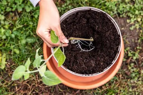 Estacas de Physalis durante o inverno: instruções e dicas simples