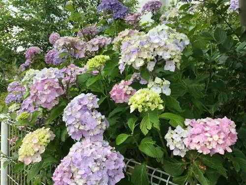 Keanekaragaman warna melalui hydrangea yang berubah warna