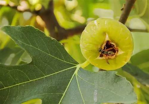 fertilização de figueira