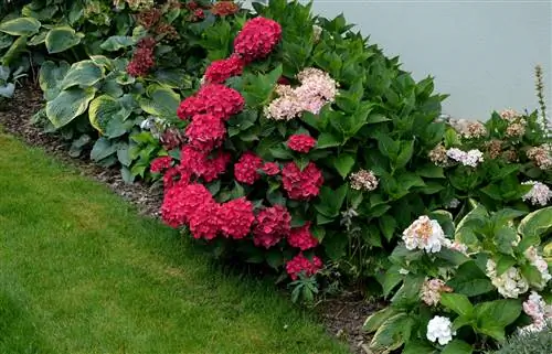 hosta hydrangeas