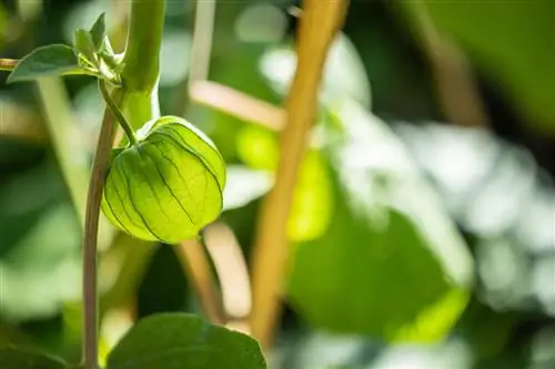 physalis ondersteunt